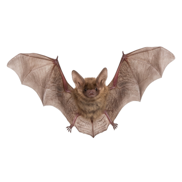 bat